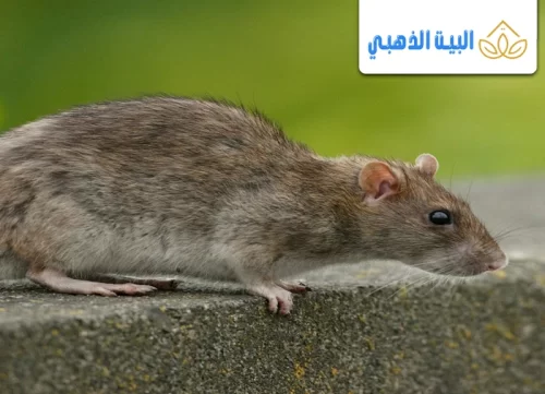 أسرع حل لطرد الفئران من المنازل