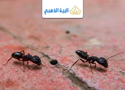 علاج النمل الاسود الصغير في البيت