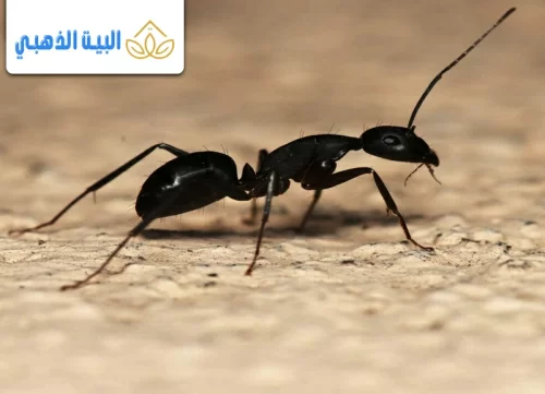 علاج النمل الاسود الصغير في البيت