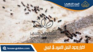 اضرار وجود النمل الاسود فى المنزل,علاج النمل الاسود الصغير في البيت