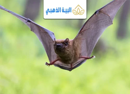 كيفية التخلص من الخفاش في المنزل