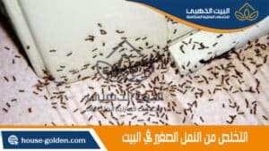 التخلص من النمل الصغير في البيت