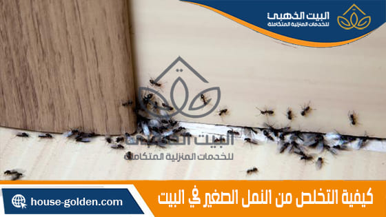كيفية التخلص من النمل الصغير في البيت