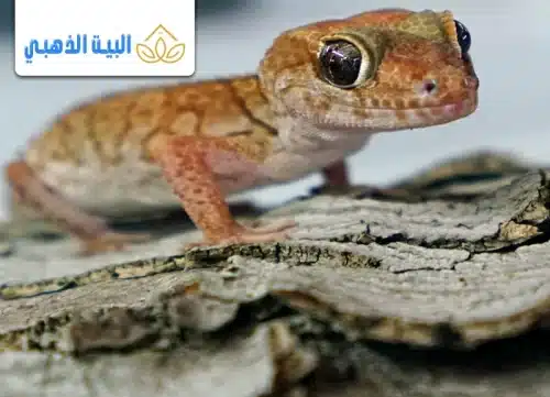 كيفية التخلص من أبو بريص