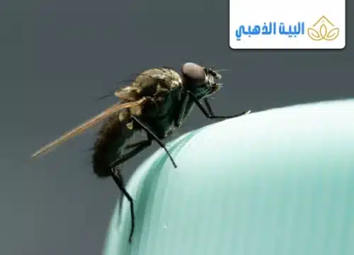 كيفية التخلص من الحشرات الطائرة الصغيرة في المنزل