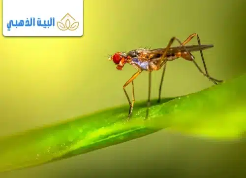 كيفية التخلص من الحشرات الطائرة الصغيرة في المنزل