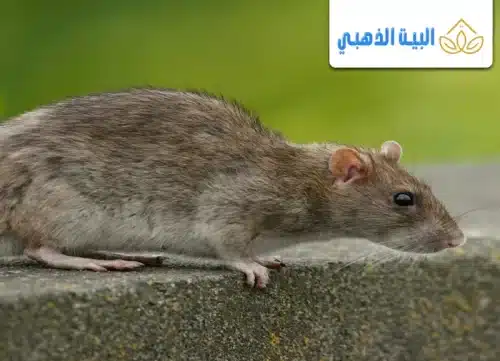 كيفية التخلص من الجرذان في المنزل