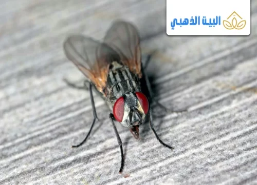 كيفية التخلص من الذباب الصغير في المطبخ