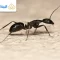 أفضل 3 أنواع بودرة النمل للقضاء عليه بسهولة