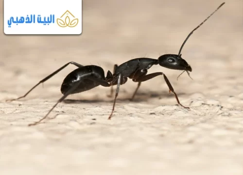 أفضل 3 أنواع بودرة النمل للقضاء عليه بسهولة