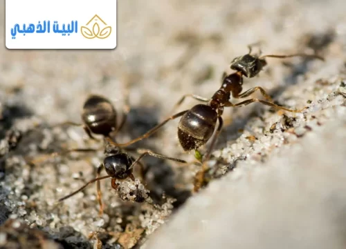 أفضل 3 أنواع بودرة النمل للقضاء عليه بسهولة